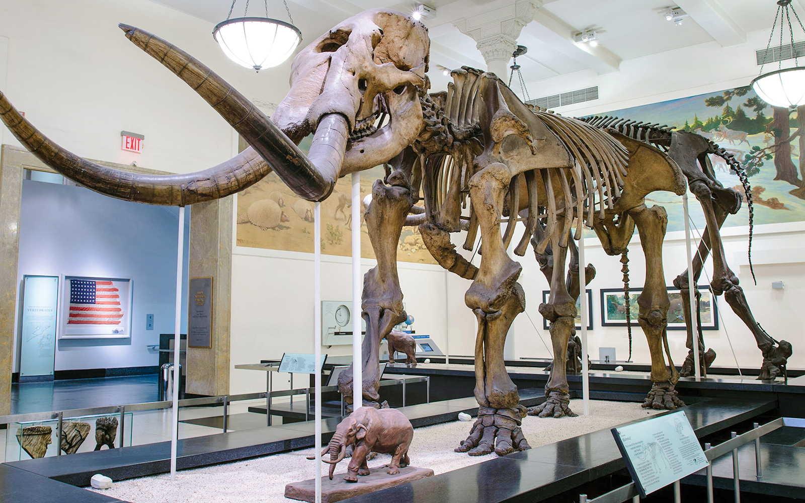 Paul and Irma Milstein Hall of Advanced Mammals exhibit at American Museum of Natural History, New York.