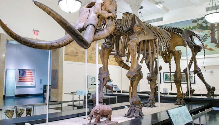 Paul and Irma Milstein Hall of Advanced Mammals exhibit at American Museum of Natural History, New York.