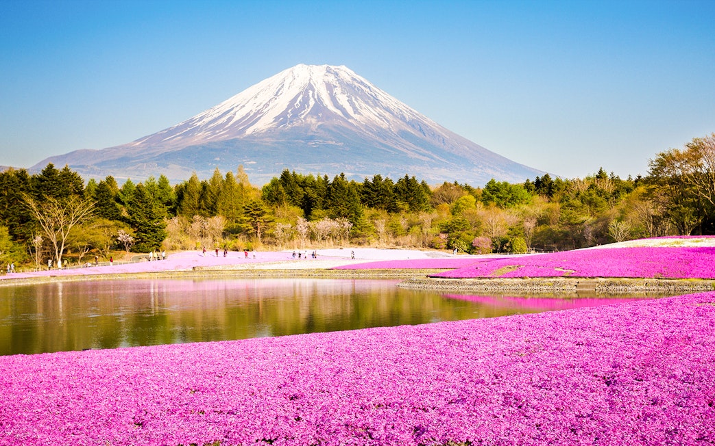 Moss phlox field with Mount Fuji in the background, Japan.