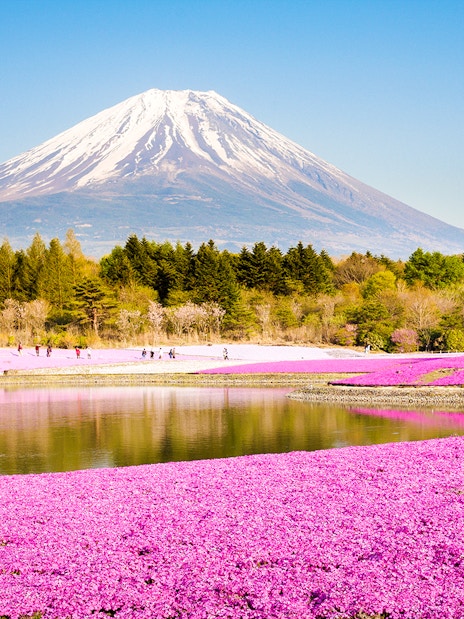 Moss phlox field with Mount Fuji in the background, Japan.