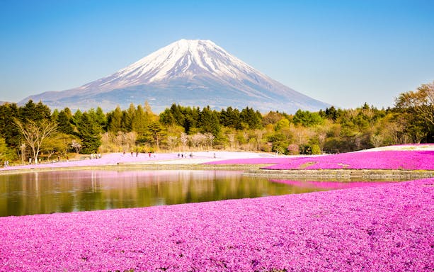 Moss phlox field with Mount Fuji in the background, Japan.