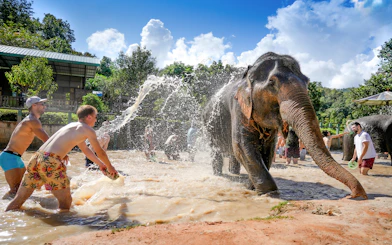 Tourists bathing elephants at Elephant Jungle Sanctuary, Chiang Mai.