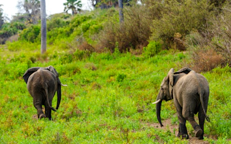 da zanzibar: safari di un giorno al parco nazionale di mikumi in aereo-7