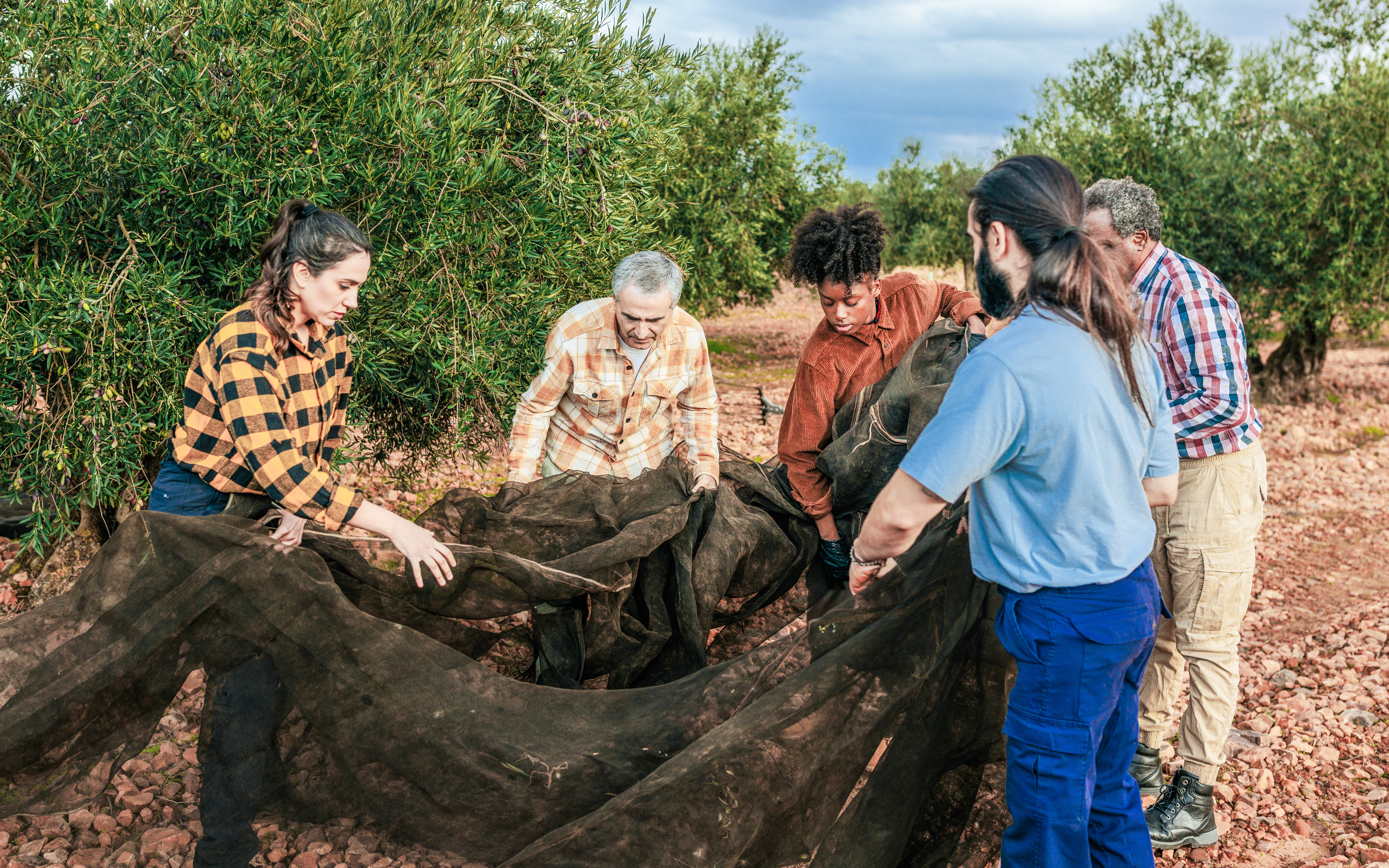 Farmers gathering olives with nets in a grove.
