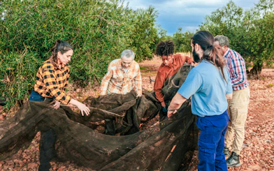 Farmers gathering olives with nets in a grove.