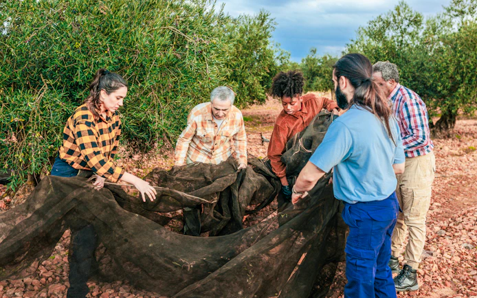 Farmers gathering olives with nets in a grove.