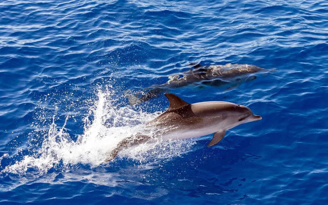 Dolphins swimming in the ocean near Funchal during a catamaran tour.