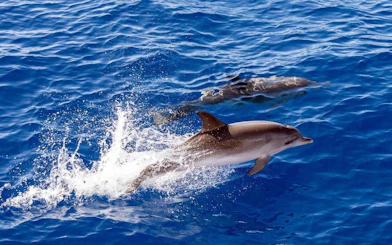 Dolphins swimming in the ocean near Funchal during a catamaran tour.