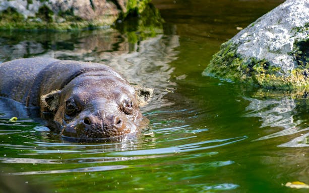 Hippo swimming in a pond at Rotterdam Zoo, Diergaarde Blijdorp.