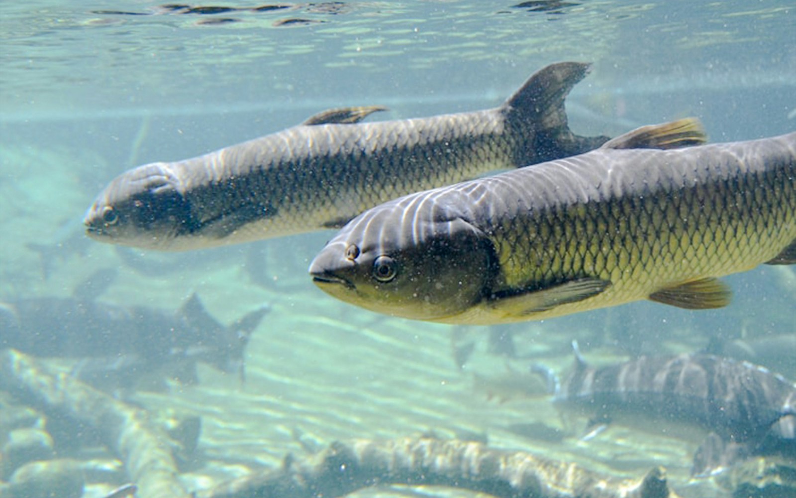 Grass carp swimming underwater at Bioparc Fuengirola.