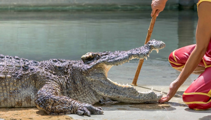 Gatorland Shows