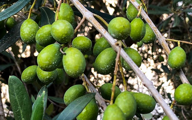 Olives on branches during a guided olive oil tasting tour in Oristano.