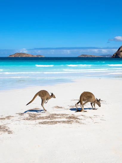Kangaroos on the beach at Kangaroo Island, Australia, with ocean and islands in the background.