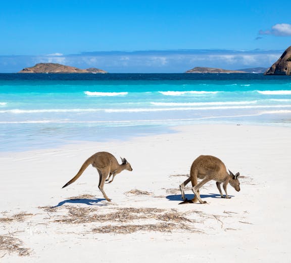 Kangaroos on the beach at Kangaroo Island, Australia, with ocean and islands in the background.
