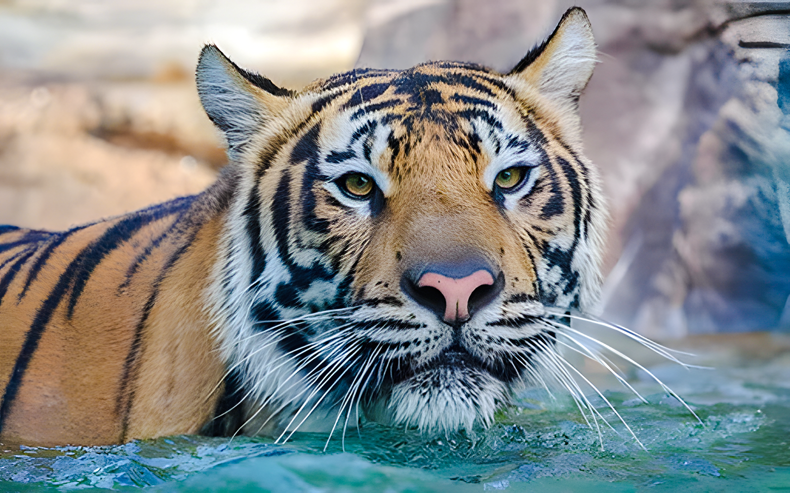 Zakari at Tiger Island in Dreamworld, Gold Coast.