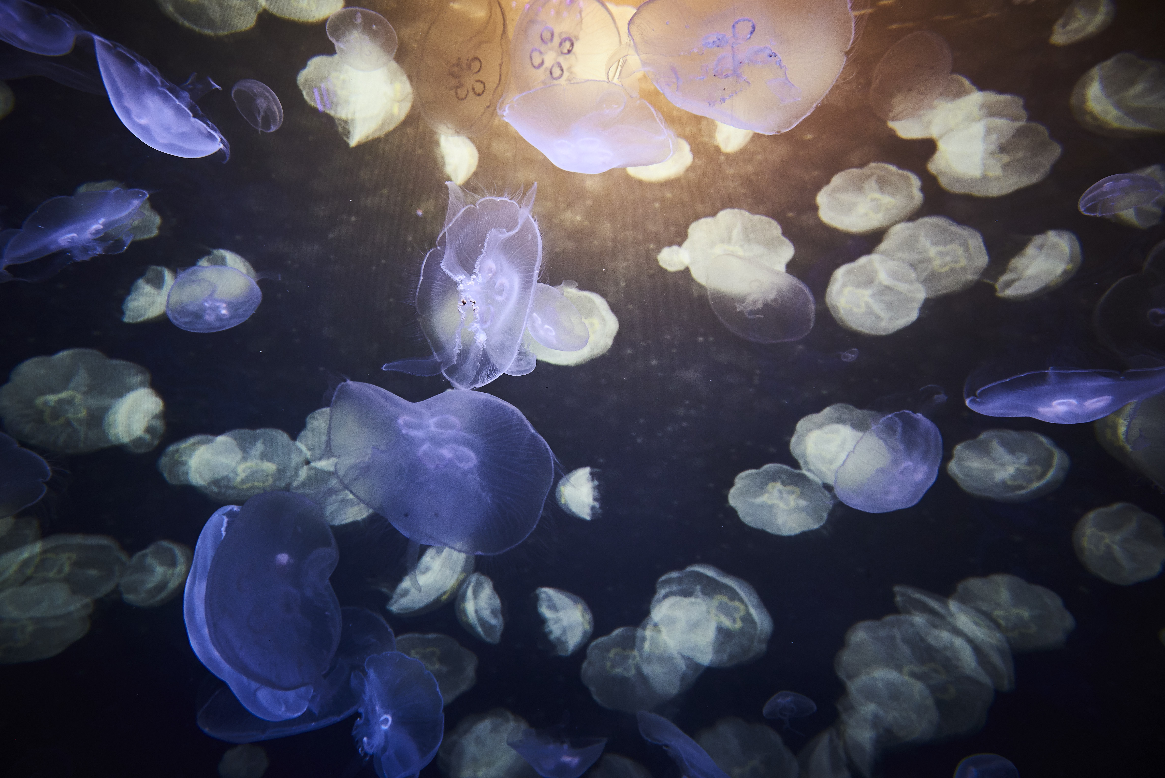 Moon Jellyfish