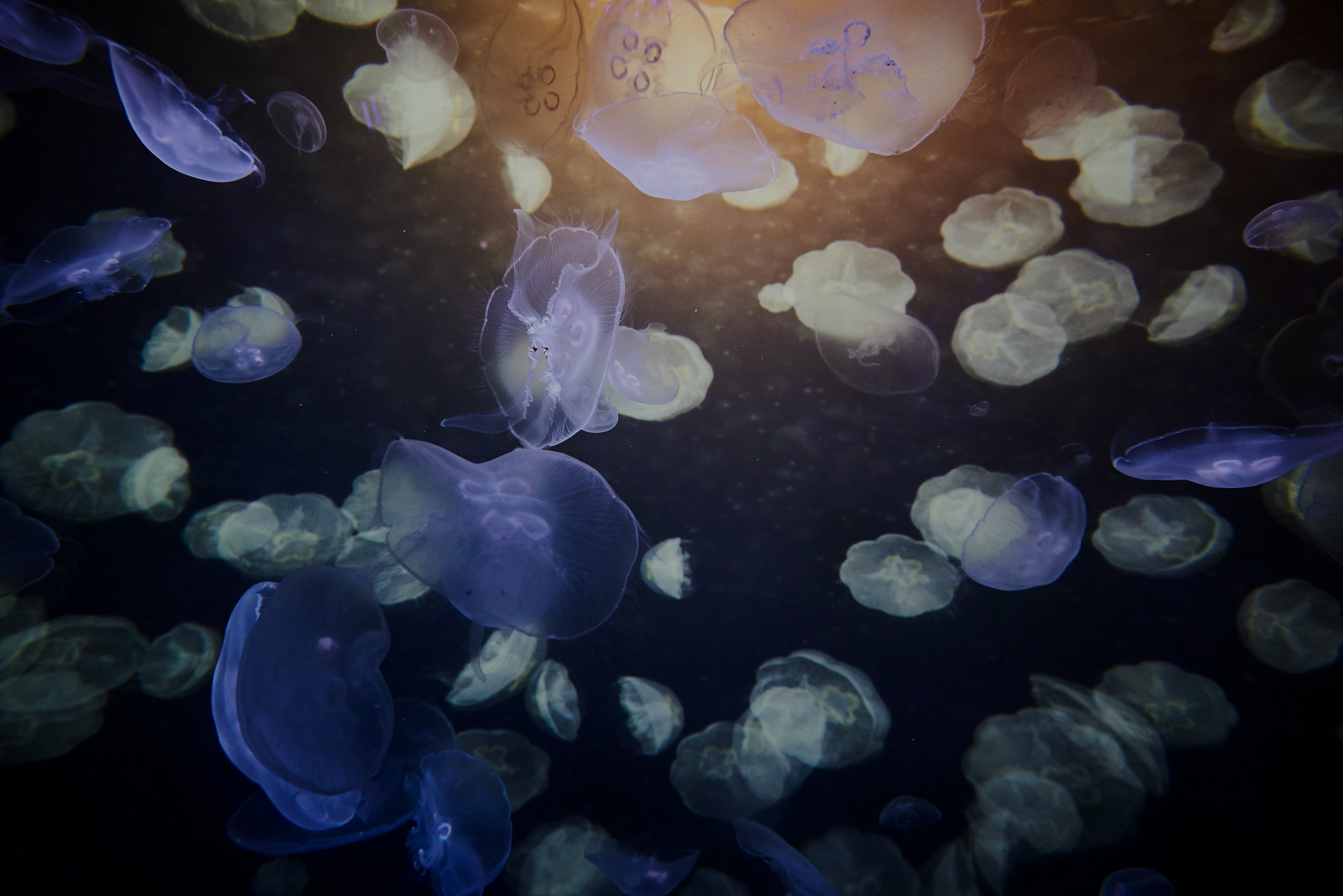 Moon Jellyfish