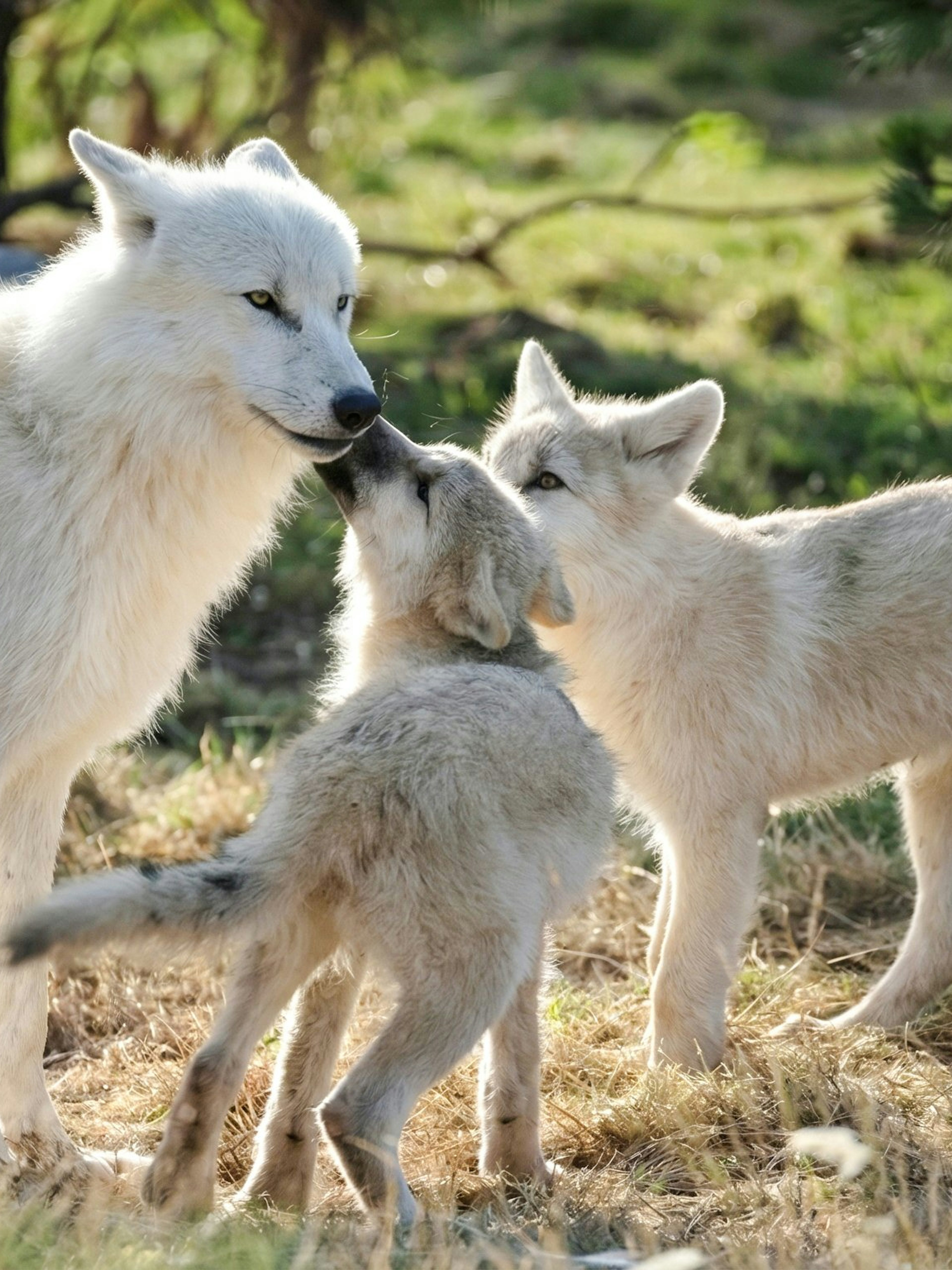Wolves interacting at Zooparc de Beauval, Loire Valley, France.