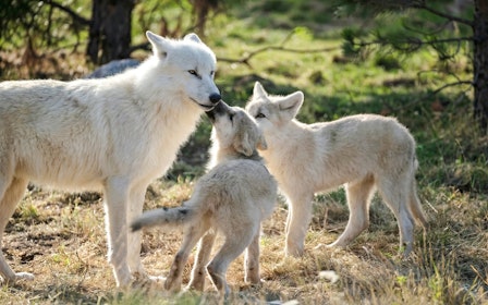 ZooParc de Beauval 1-Day Entry Ticket