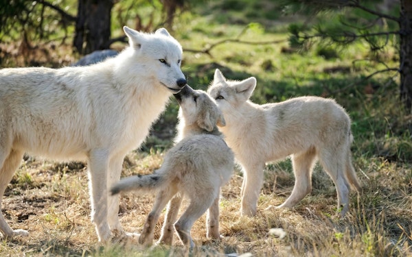 ZooParc de Beauval 1-Day Entry Ticket