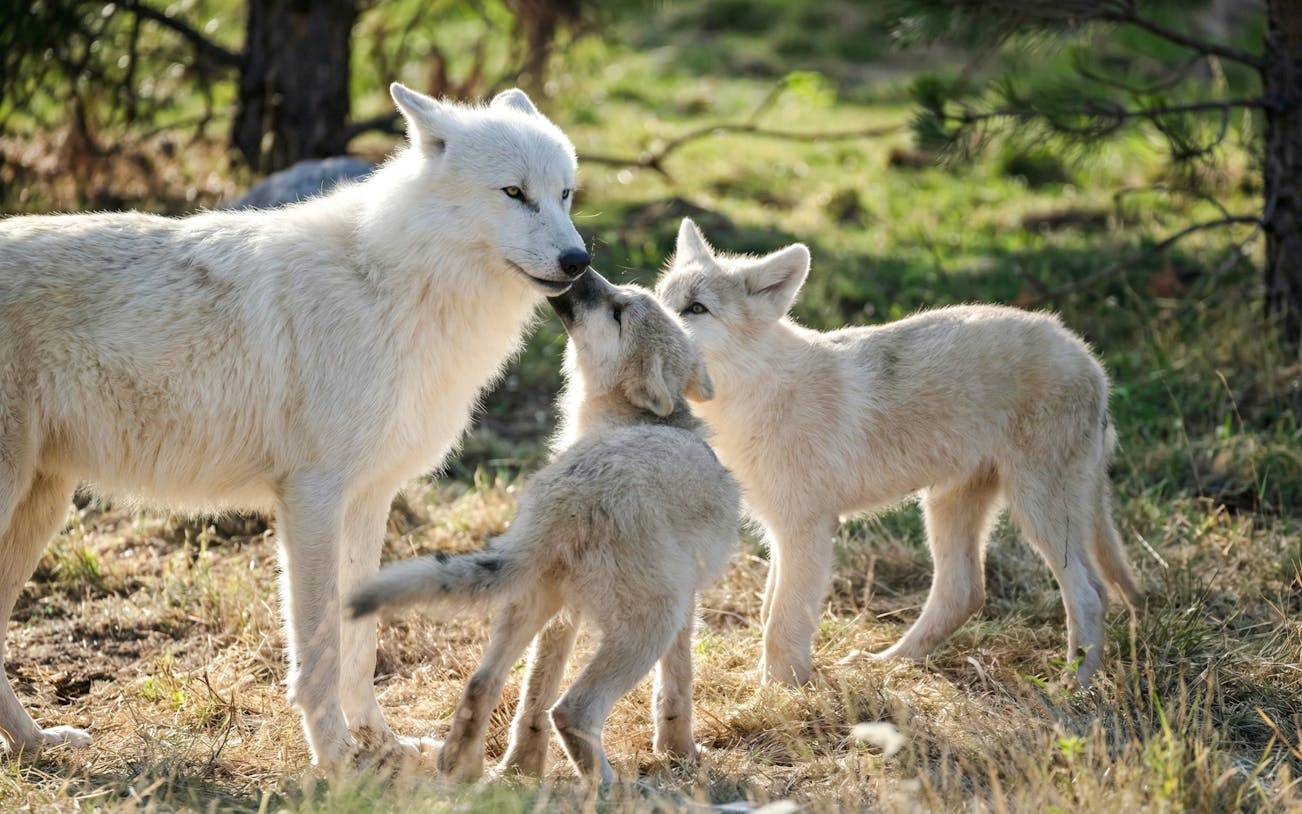 Wolves interacting at Zooparc de Beauval, Loire Valley, France.