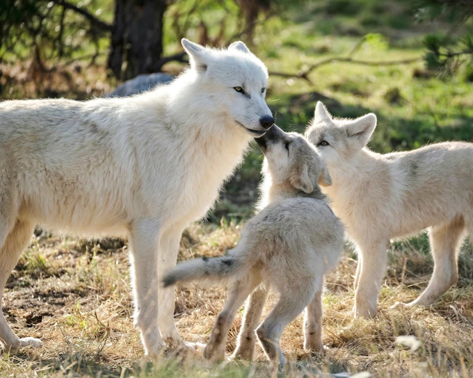 ZooParc de Beauval 1-Day Entry Ticket