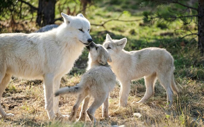 Wolves interacting at Zooparc de Beauval, Loire Valley, France.