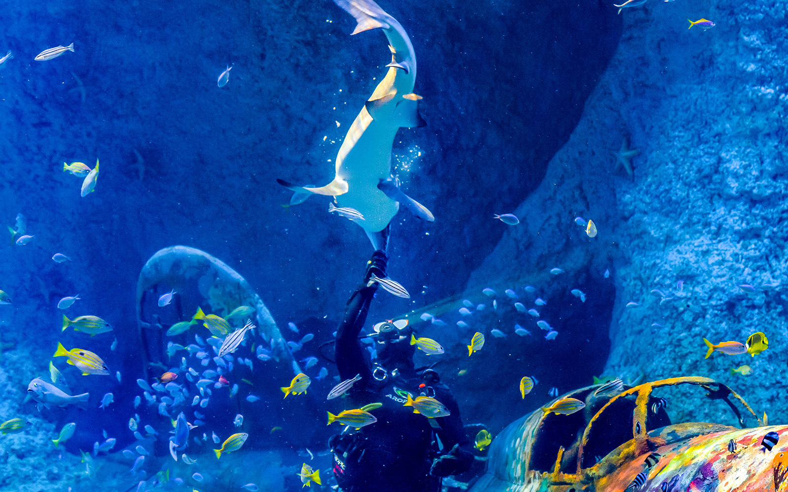 Nutrire i pesci Abu Dhabi