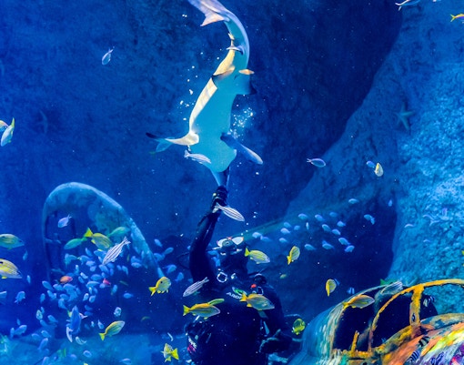 Nutrire i pesci Abu Dhabi