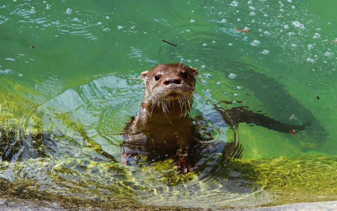 Otter swimming in Rio de Janeiro Biopark, Brazil.