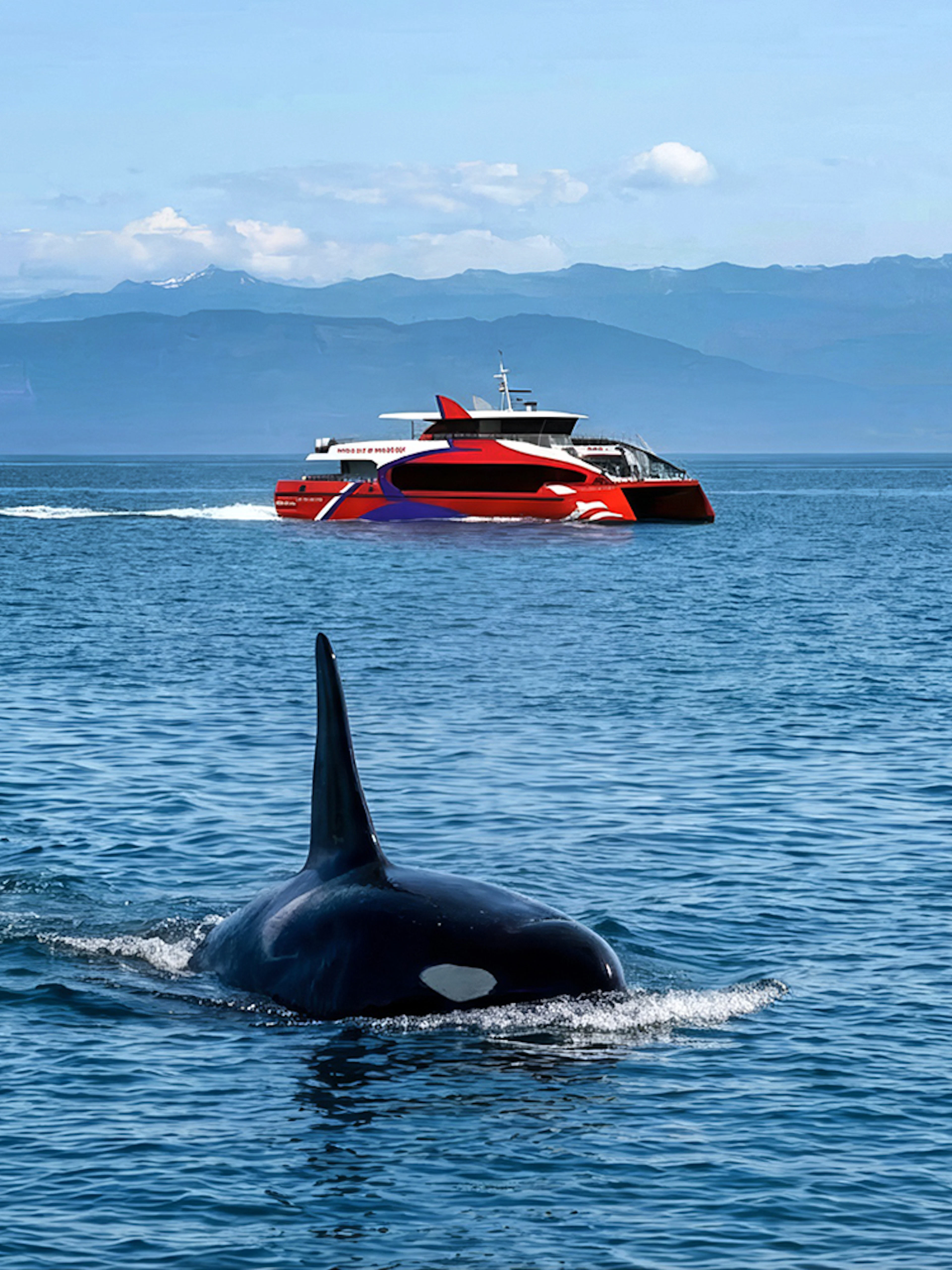 Orca swimming near a tour boat during Seattle Wildlife & Whale Watching Tour.