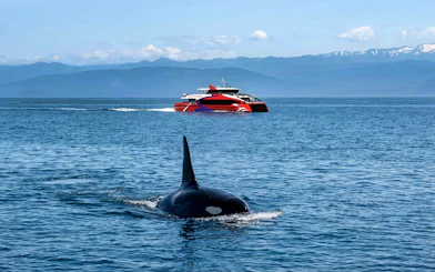 Orca swimming near a tour boat during Seattle Wildlife & Whale Watching Tour.