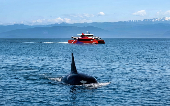 Orca swimming near a tour boat during Seattle Wildlife & Whale Watching Tour.