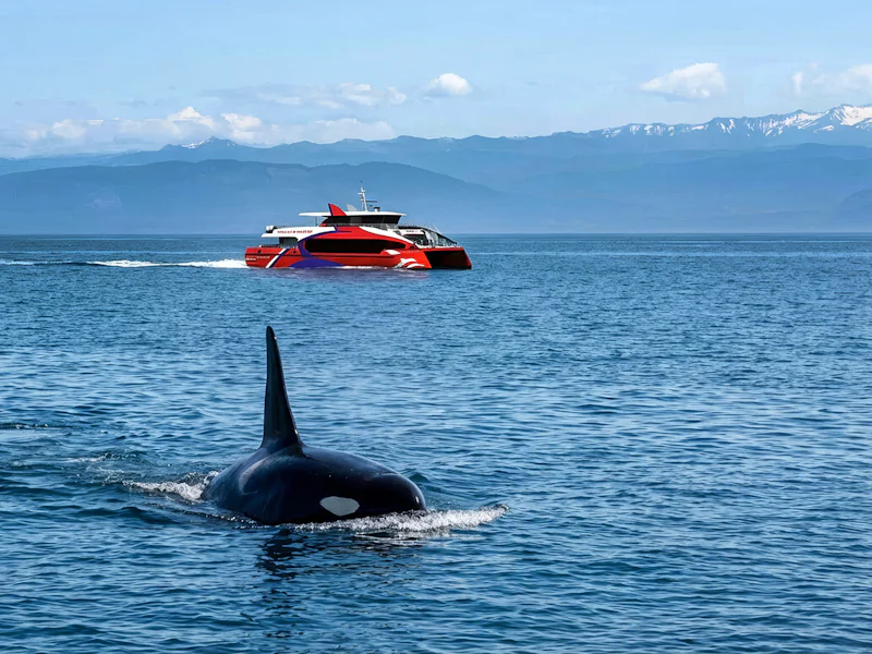 Seattle Wildlife Whale Watching Tour - Seattle