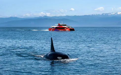 Orca swimming near a tour boat during Seattle Wildlife & Whale Watching Tour.