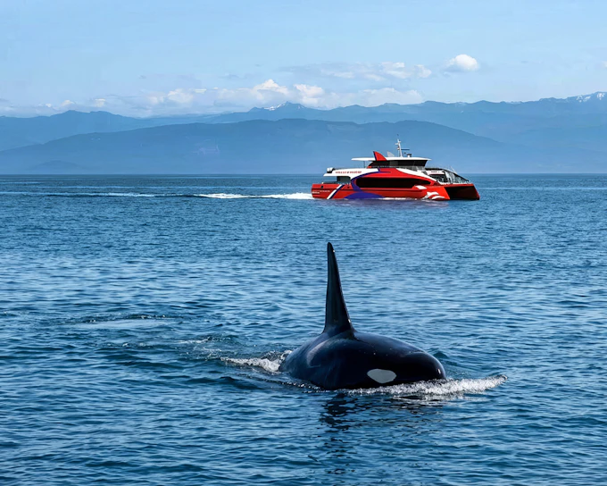 Seattle WIldlife & Whale Watching Tour