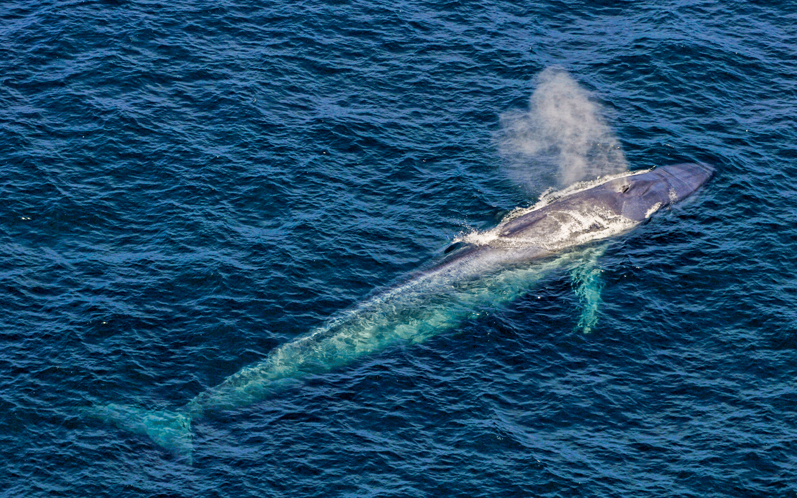 Fin whale swimming in the waters of Tenerife.