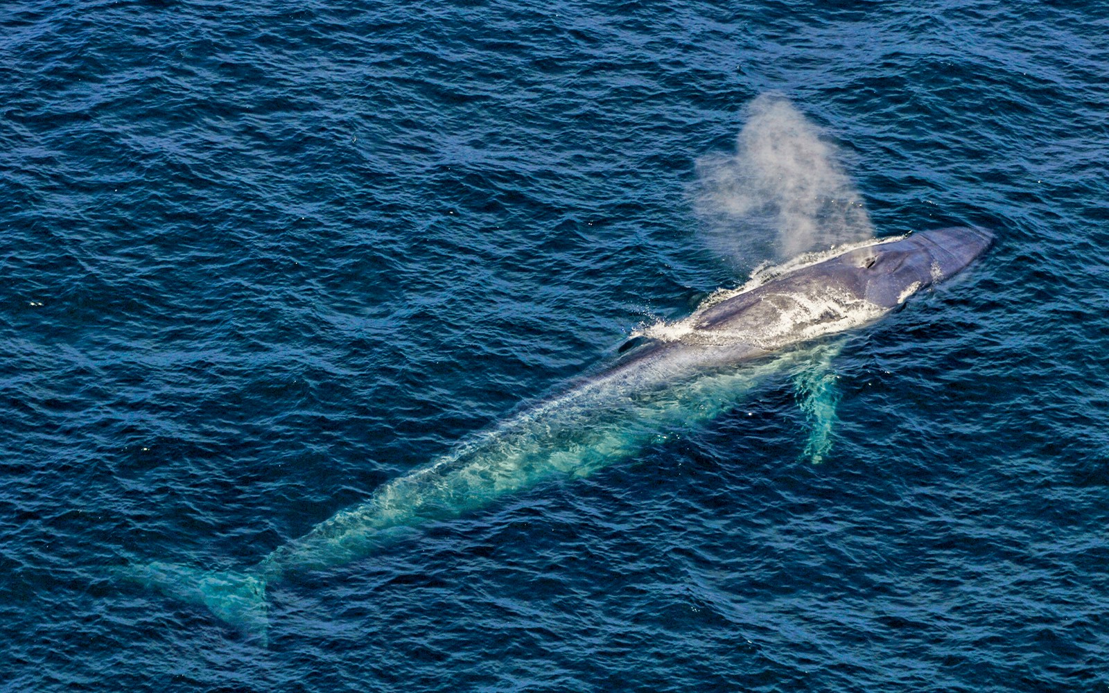 Fin whale swimming in the waters of Tenerife.