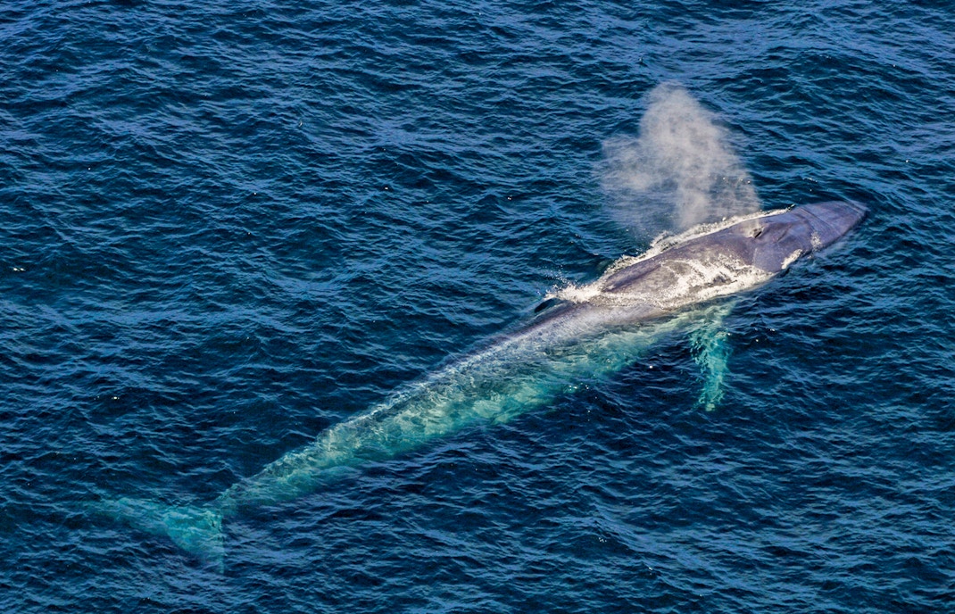 Fin whale swimming in the waters of Tenerife.