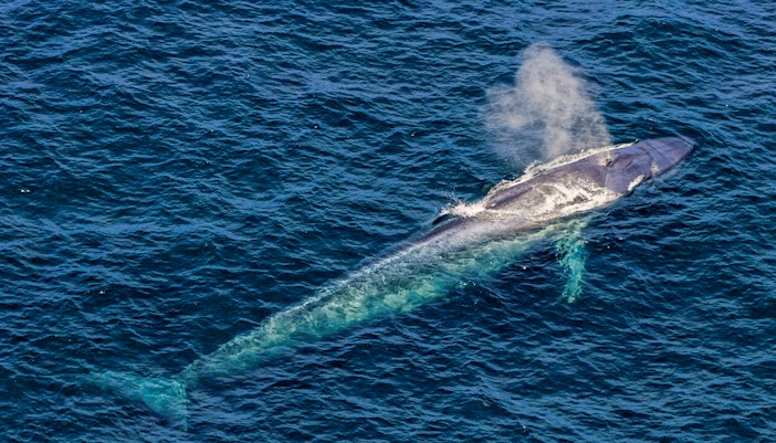 fin whale