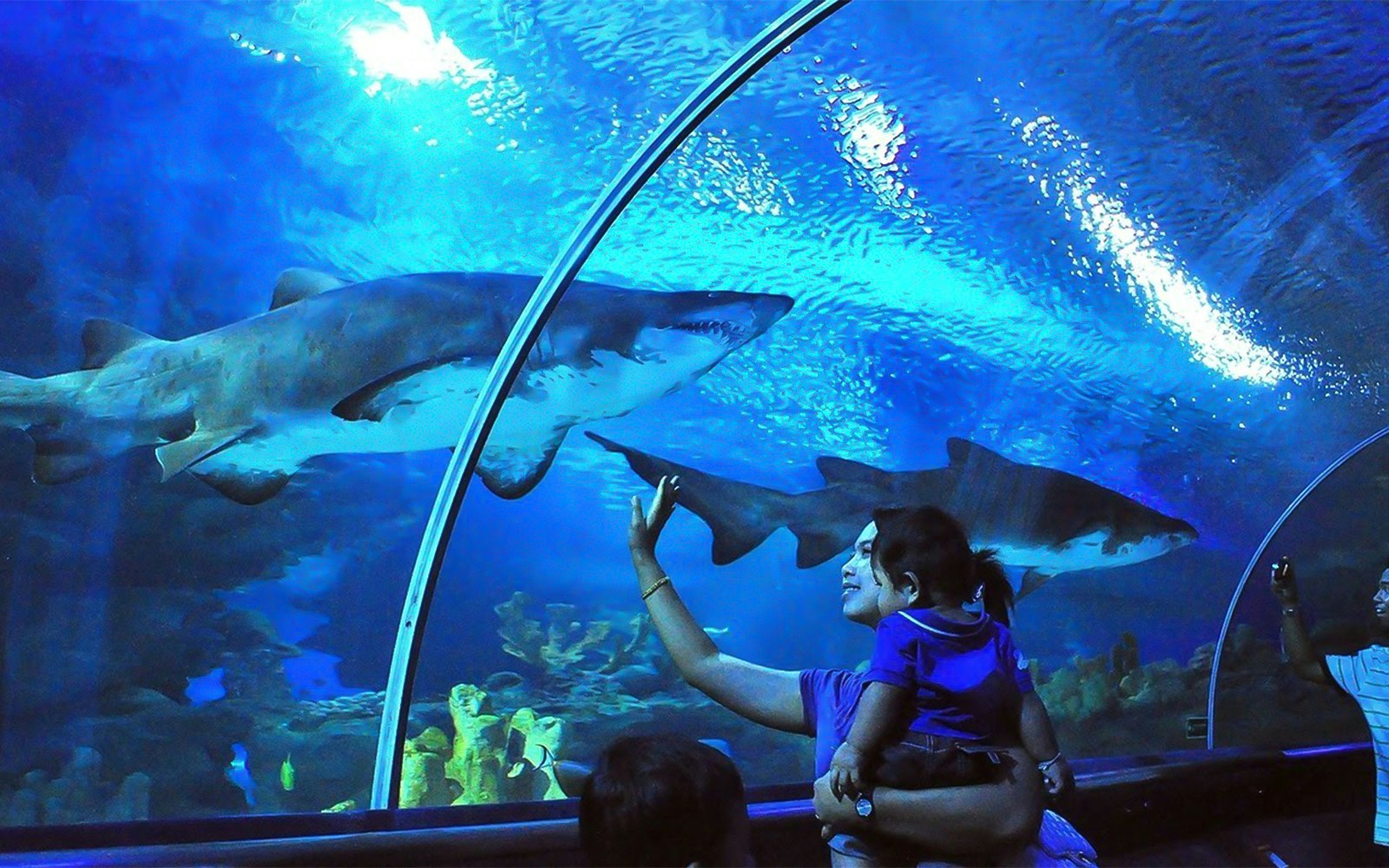 Visitors observing sharks in the underwater tunnel at Aquaria KLCC, Kuala Lumpur.