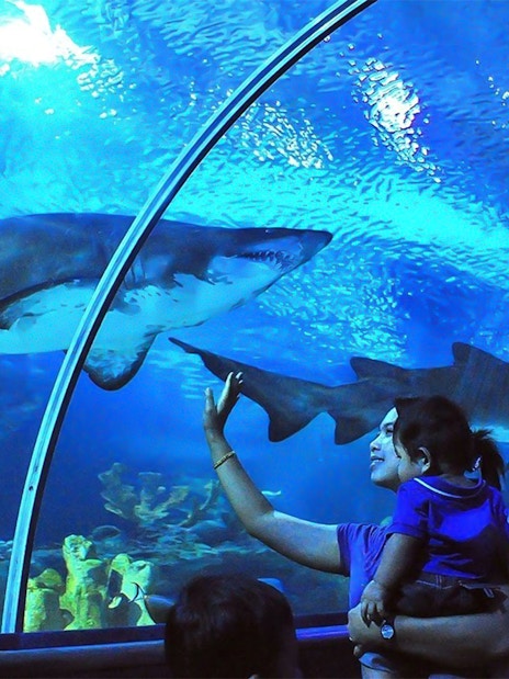 Visitors observing sharks in the underwater tunnel at Aquaria KLCC, Kuala Lumpur.