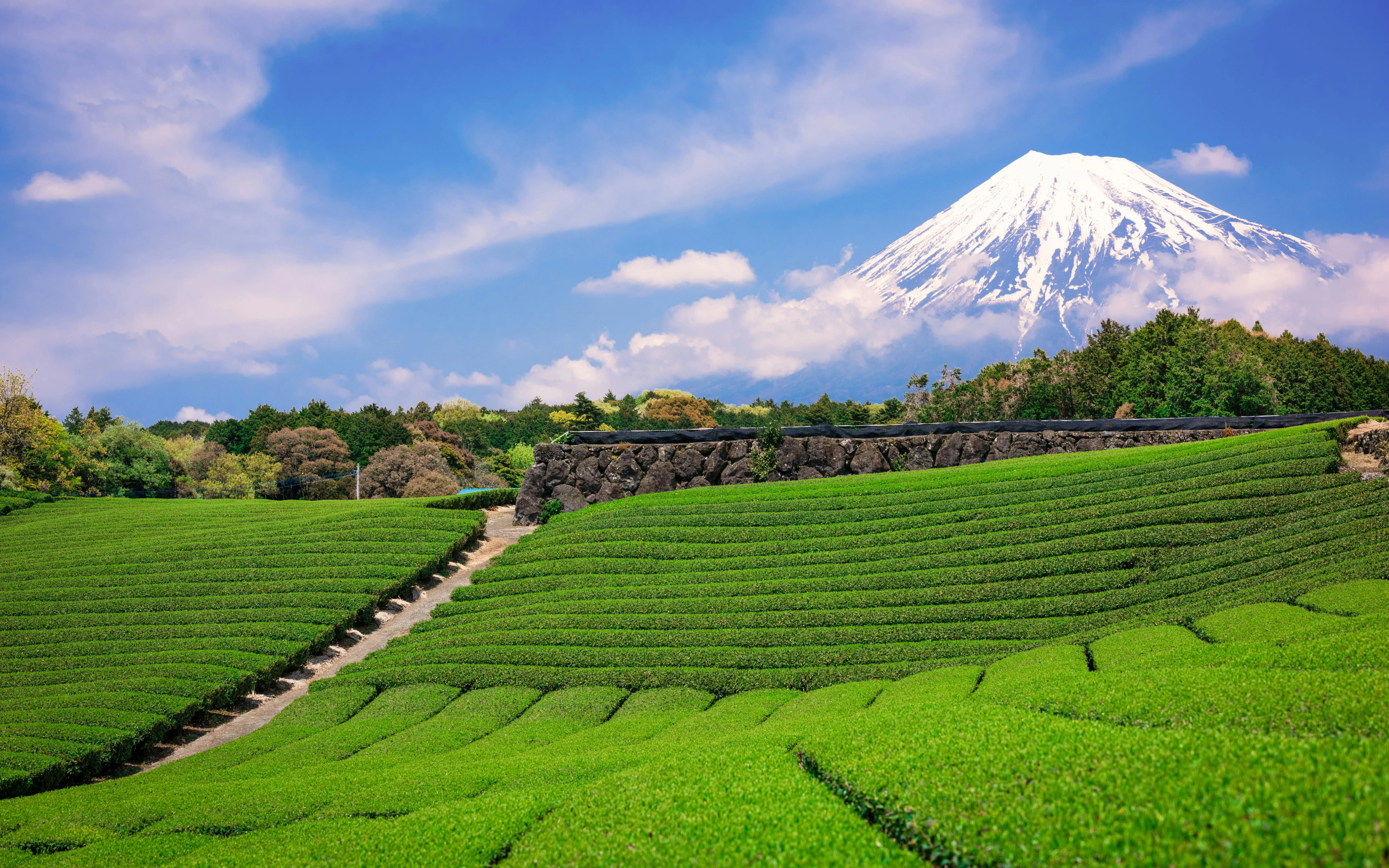 Tea fields with Mt. Fuji in the background, view from JR Kansai Mini Pass route.