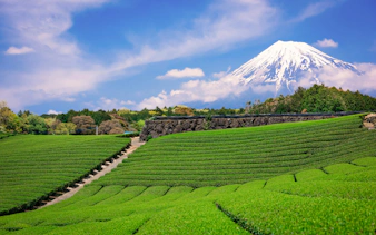 Tea fields with Mt. Fuji in the background, view from JR Kansai Mini Pass route.