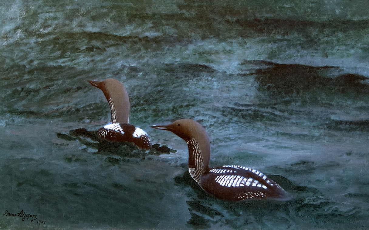 Two birds swimming in water, artwork by Bruno Liljefors at Petit Palais exhibition.
