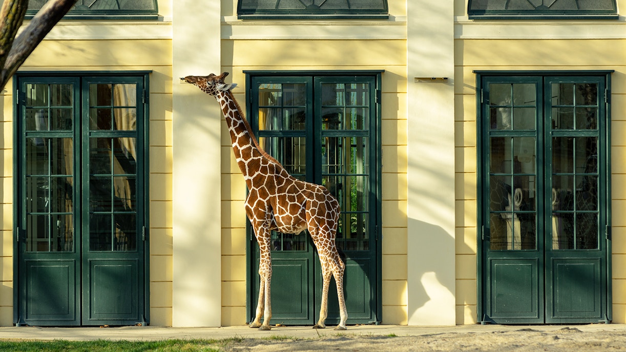 Wheelchair-friendly entrances to the Vienna Zoo