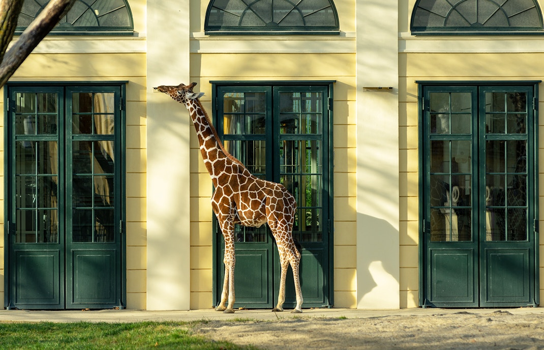 Giraffe standing near a building at Schonbrunn Palace Zoo.