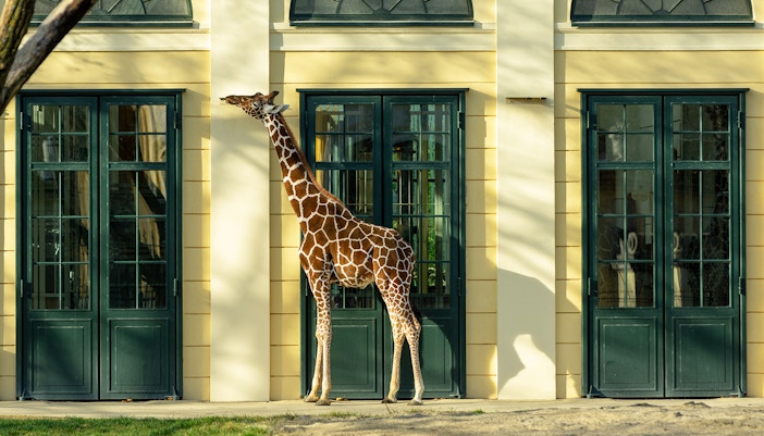 Plan your visit to Schonbrunn Vienna Zoo