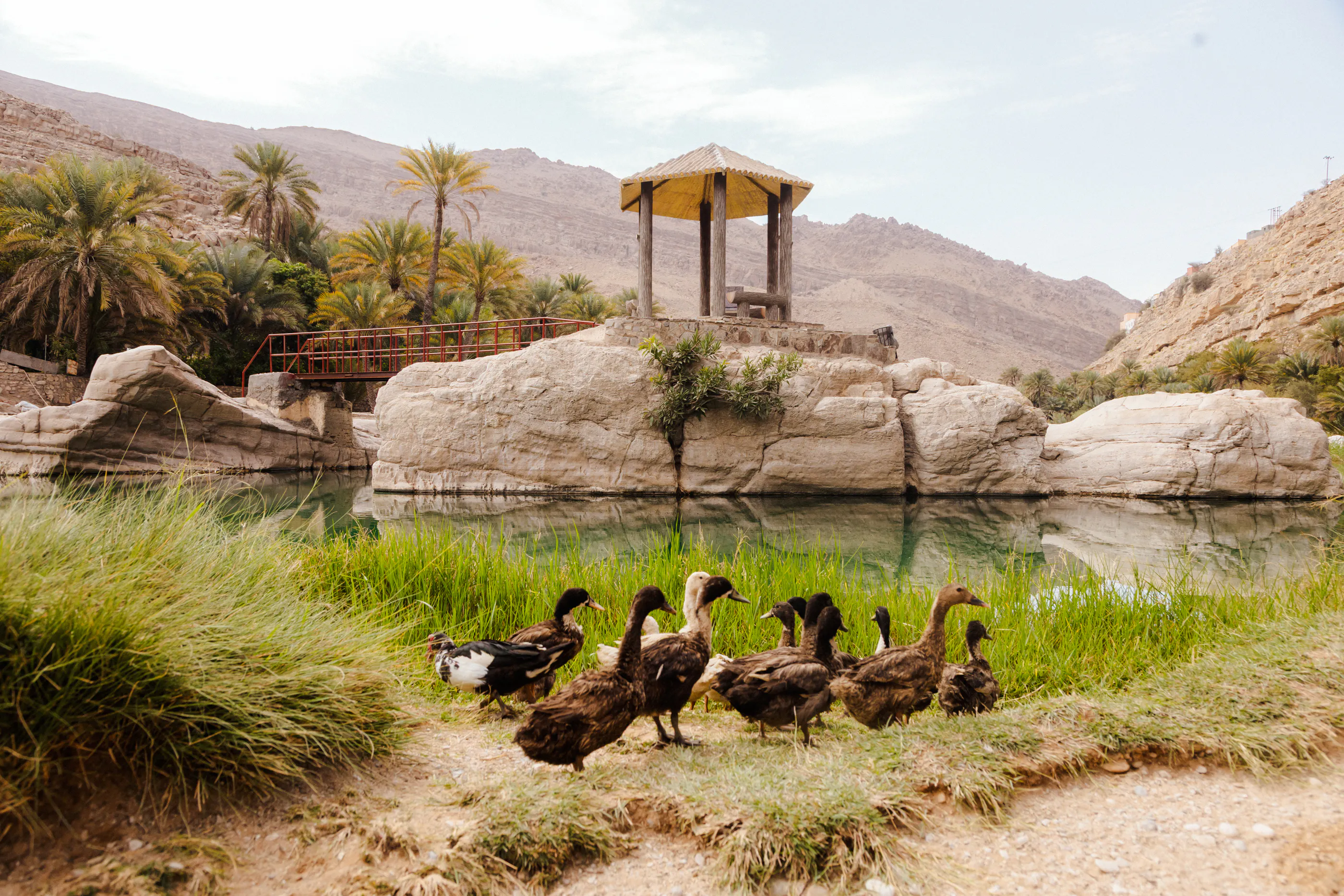 Ducks near a pond with palm trees and a gazebo in Wadi Bani Khalid, Oman.