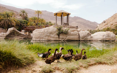 Ducks near a pond with palm trees and a gazebo in Wadi Bani Khalid, Oman.